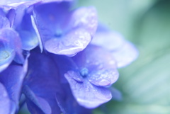 紫陽花