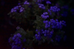 夕暮