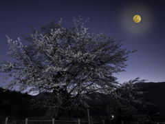 月が見守る山桜