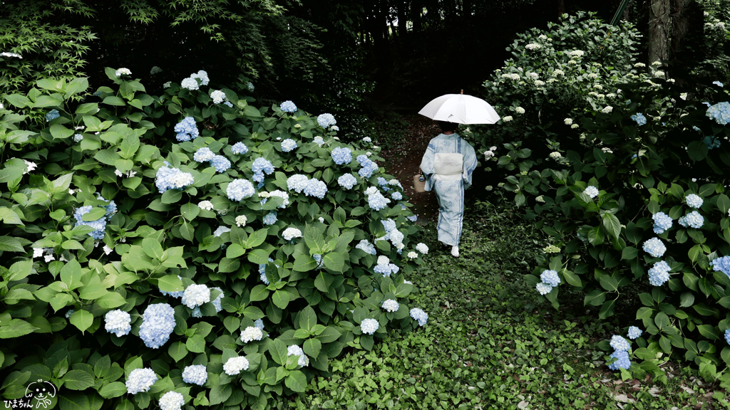 梅雨の頃