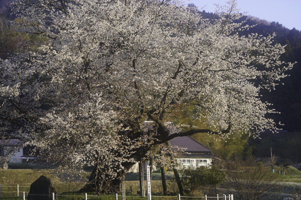 桜から私へ