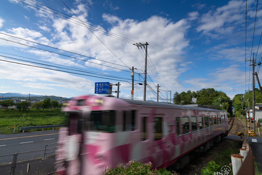 夏の桜吹雪