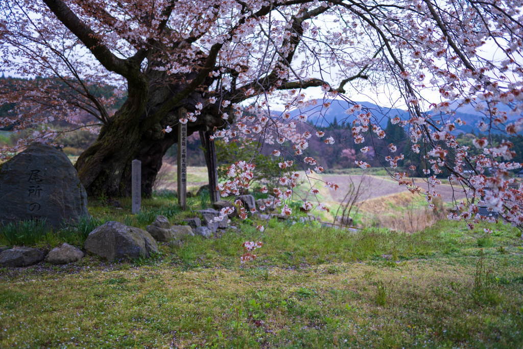 薄紅の羽衣 10 ｢尾所の桜｣