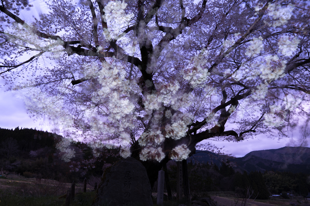 薄紅の羽衣 9 ｢尾所の桜｣