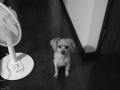 今日は散歩に行かんのん？