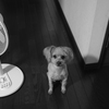 今日は散歩に行かんのん？