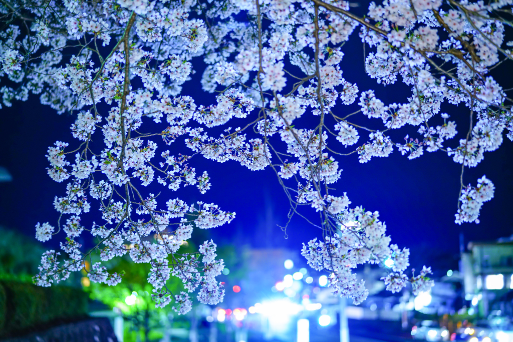 夜桜