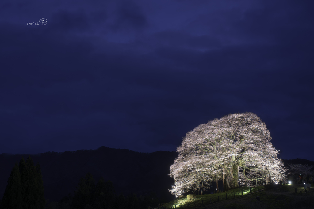 千年の桜