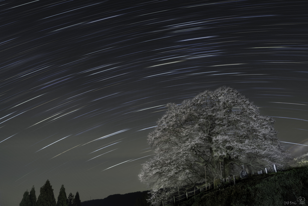 千年の桜 Ⅳ