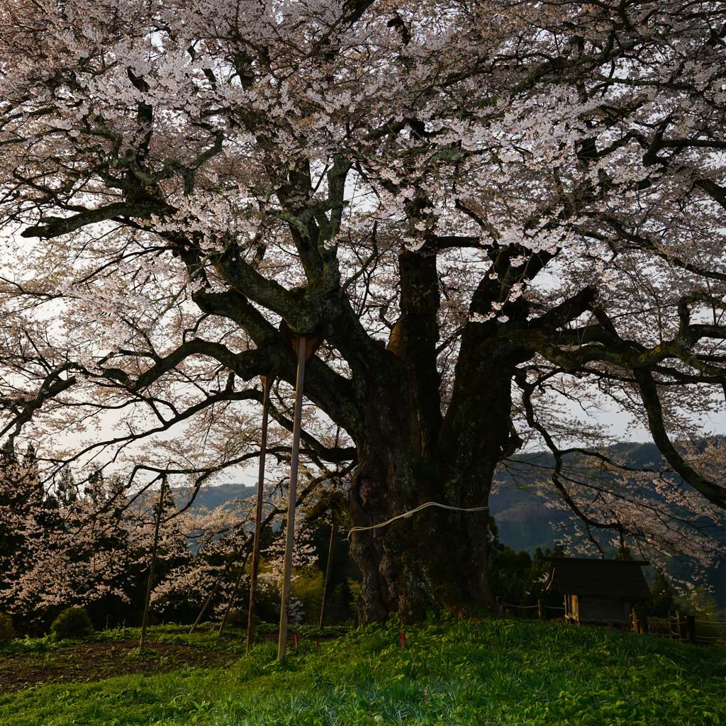 悠久の桜 Coming Soon