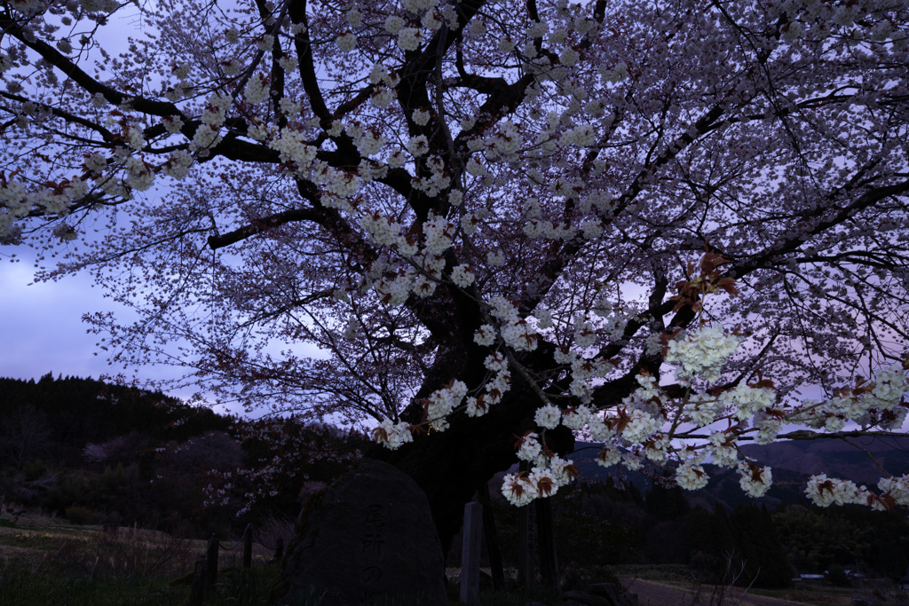 薄紅の羽衣 7 ｢尾所の桜｣