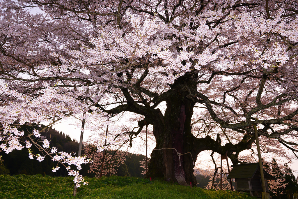 薄紅の羽衣 6  ｢醍醐桜｣
