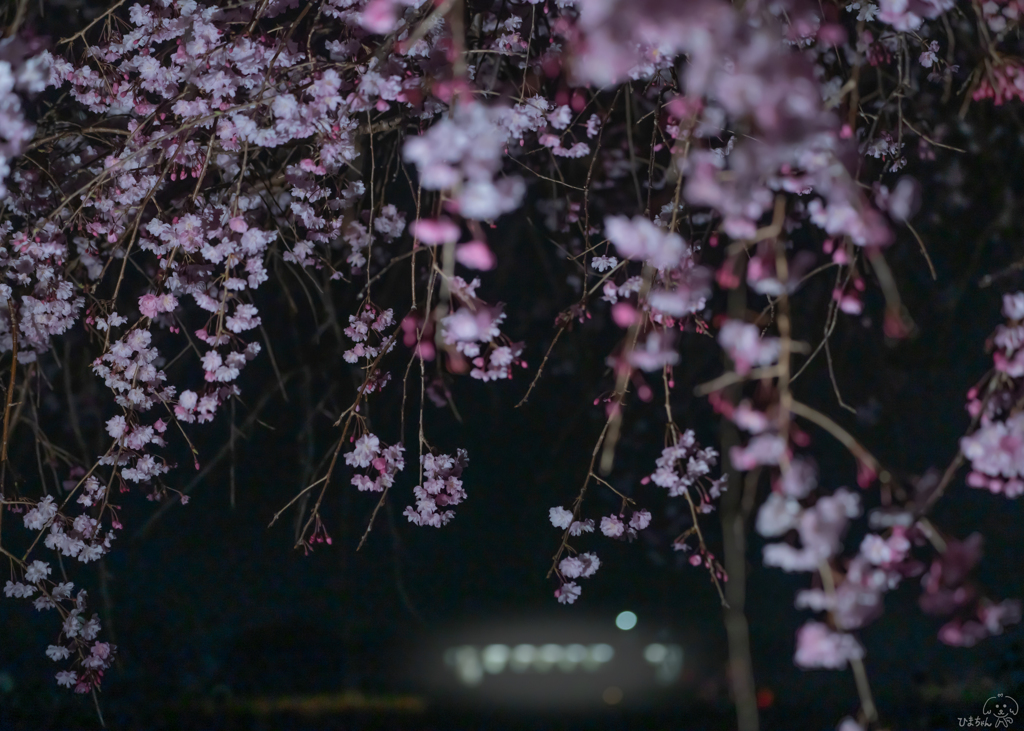 春の小夜