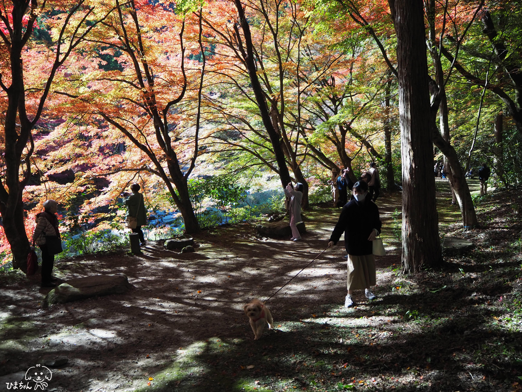 初めての紅葉