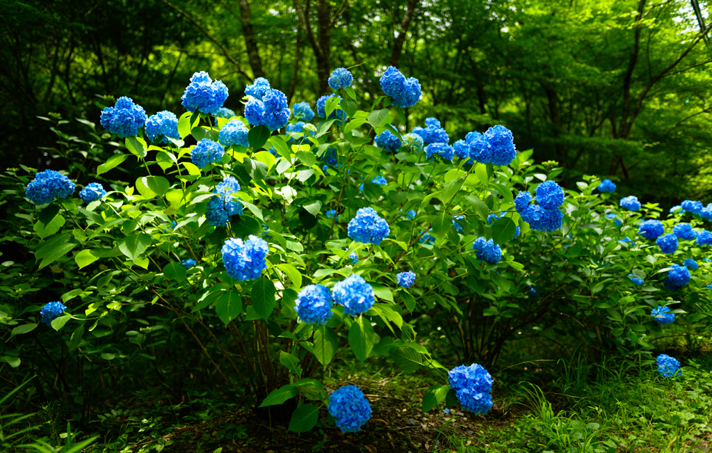 山道の癒し