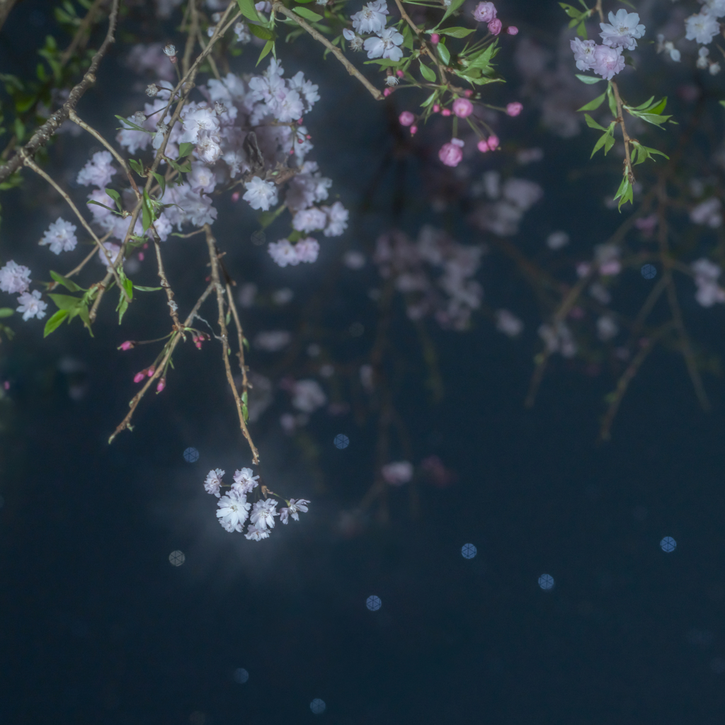 名残の花