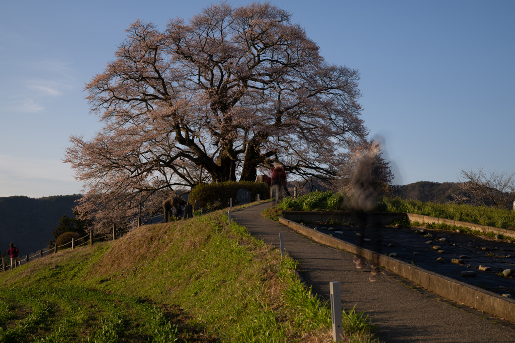 悠久の桜人