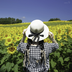 Pure Yellow Ⅱ