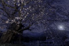 桜との出会いを楽しみに