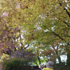 紅葉めぐり Ⅱ