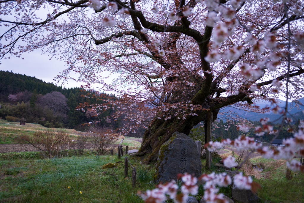 薄紅の羽衣 8 ｢尾所の桜｣