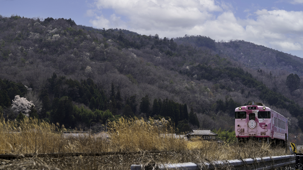 山桜咲くころ