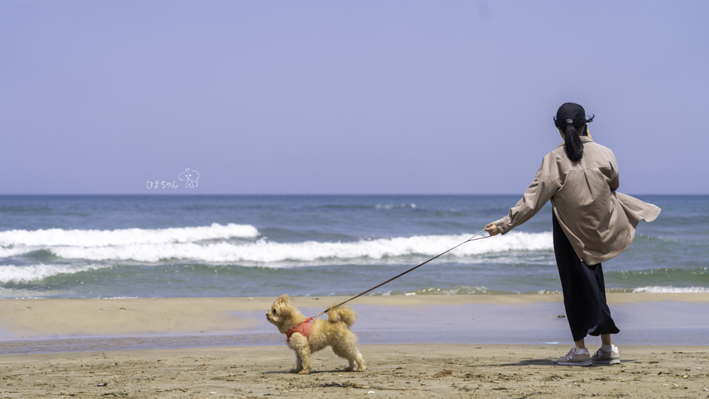 ひまちゃんと海