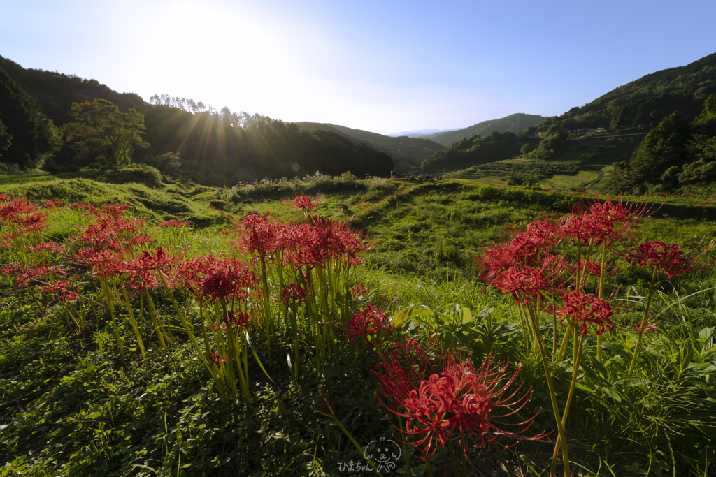 彼岸花 咲く頃 By ひまちゃん Id 写真共有サイト Photohito