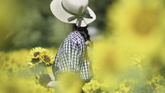 Pure Yellow Ⅲ