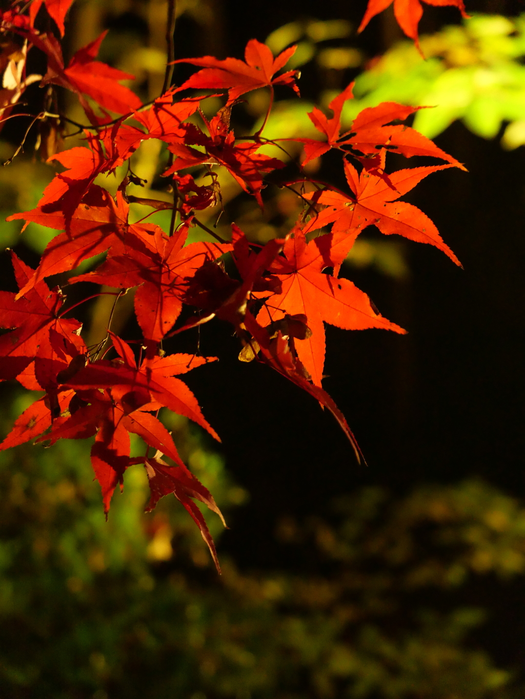 Colored leaves.