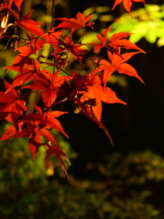 Colored leaves.