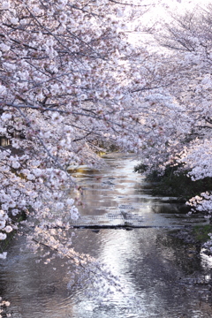 桜の名所、恩田川