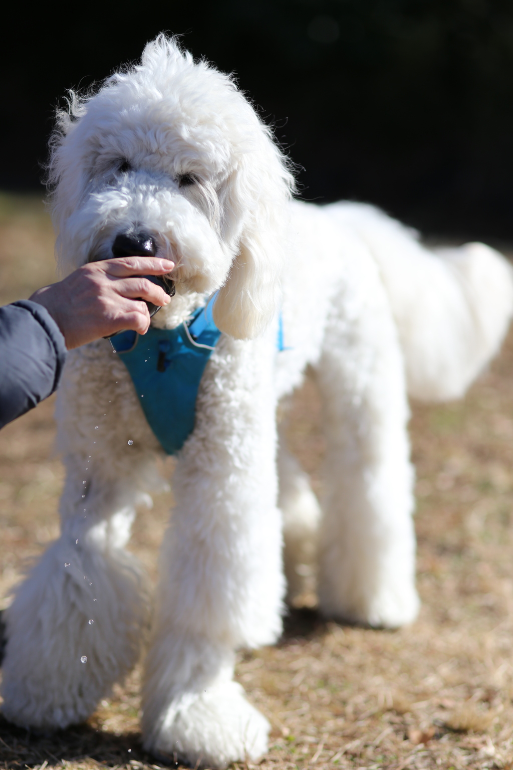 愛犬ドリムとのお散歩