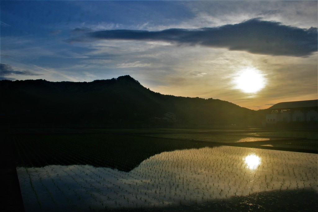 夕陽と田んぼ