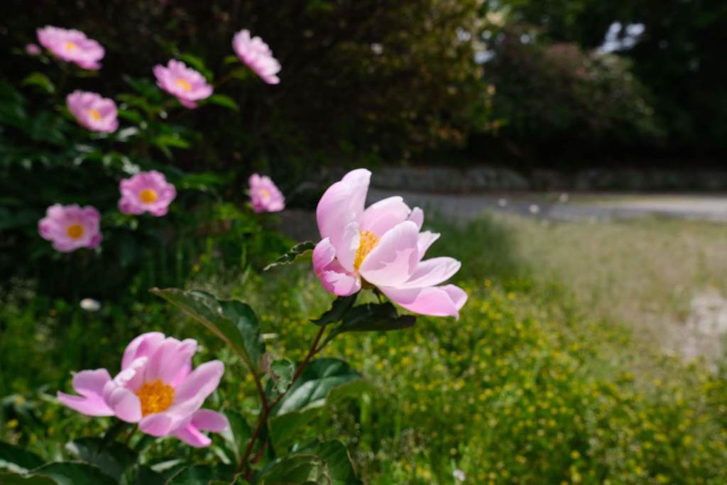 お花