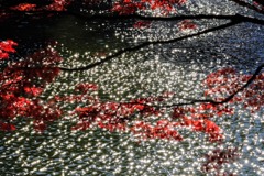 紅葉と水と光
