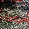 紅葉と水と光