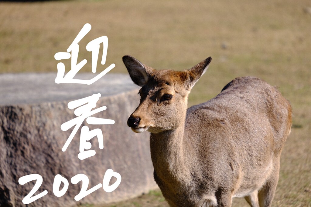 迎春