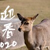 迎春