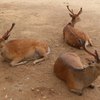 三獣士…zzz