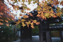 紅葉