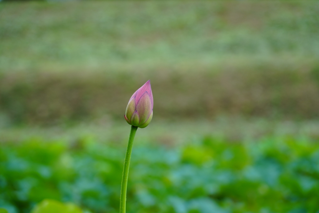 蓮の花