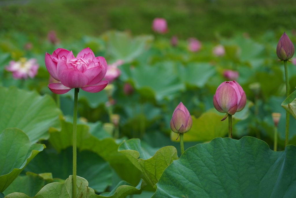 蓮の花