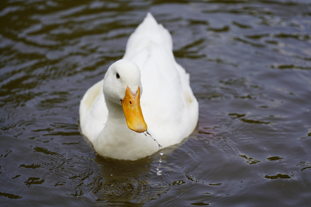 お出かけしました。