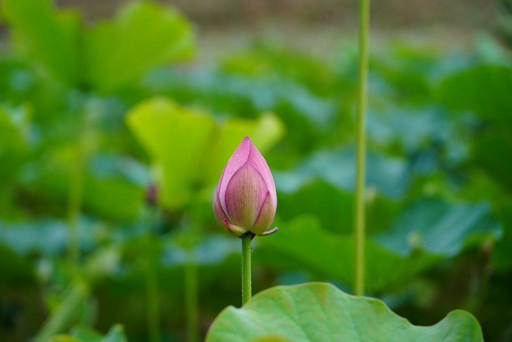 蓮の花