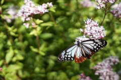 アサギマダラ アサギマダラ