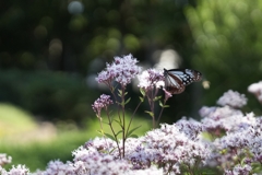 アサギマダラ アサギマダラ