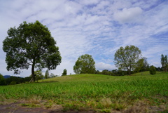 公園で散歩