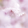 八重桜