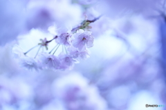 八重桜